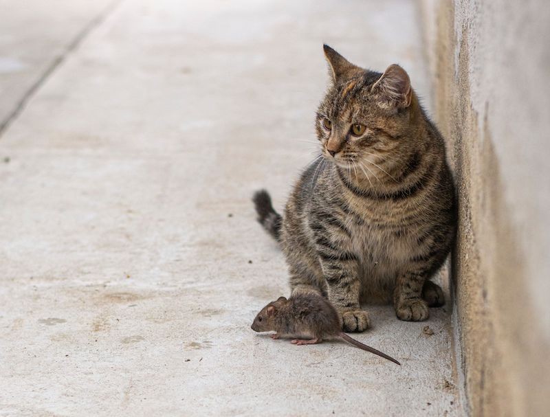 Katzen bringen oft Mäuse mit nach Hause.