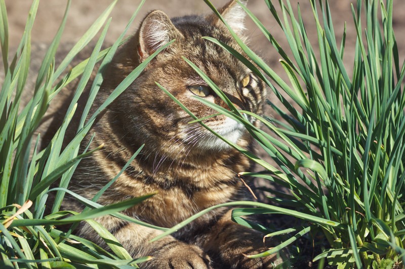 Allergien können bei Katzen eine Vielzahl von Symptomen verursachen, darunter auch Heiserkeit