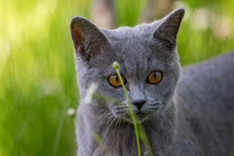 Die Überbeanspruchung der Stimmbänder ist eine weitere mögliche Ursache für vorübergehende Heiserkeit bei Katzen.