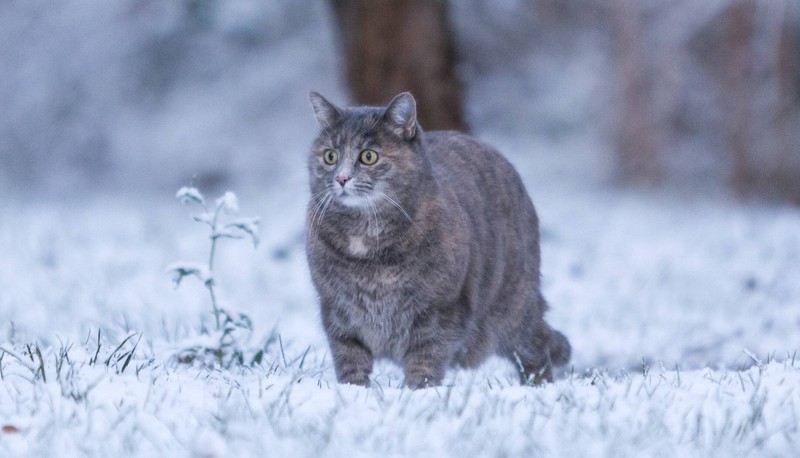 Rauchen und insbesondere Passivrauchen können bei Katzen gesundheitliche Probleme verursachen, darunter auch Heiserkeit.