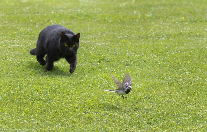 Reflux bei Katzen kann zu Heiserkeit führen, da die aufsteigende Magensäure die empfindlichen Gewebe in der Speiseröhre und im Hals reizt.