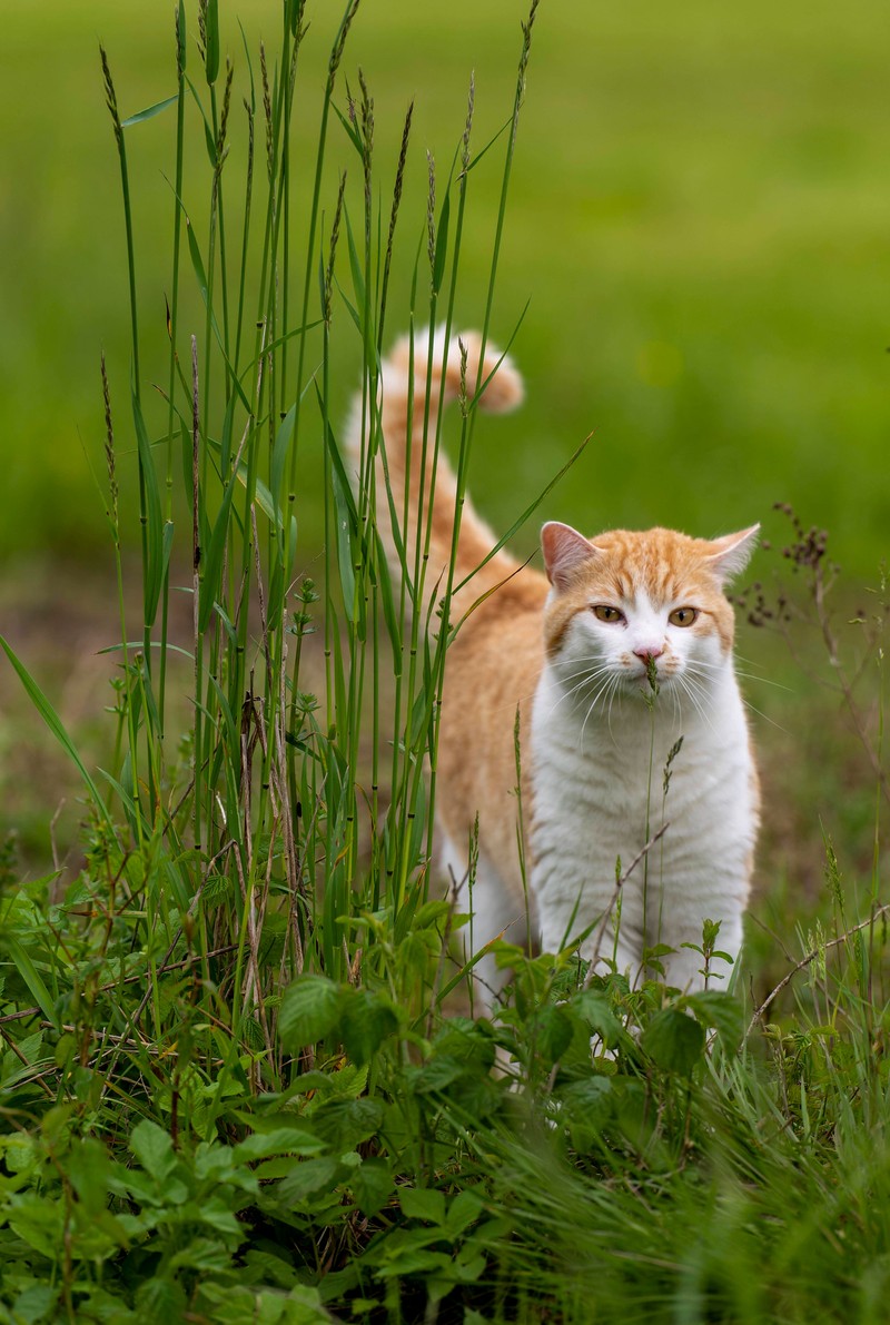 Schilddrüsenerkrankungen bei Katzen sind oft auf eine Überfunktion der Schilddrüse (Hyperthyreose) zurückzuführen.
