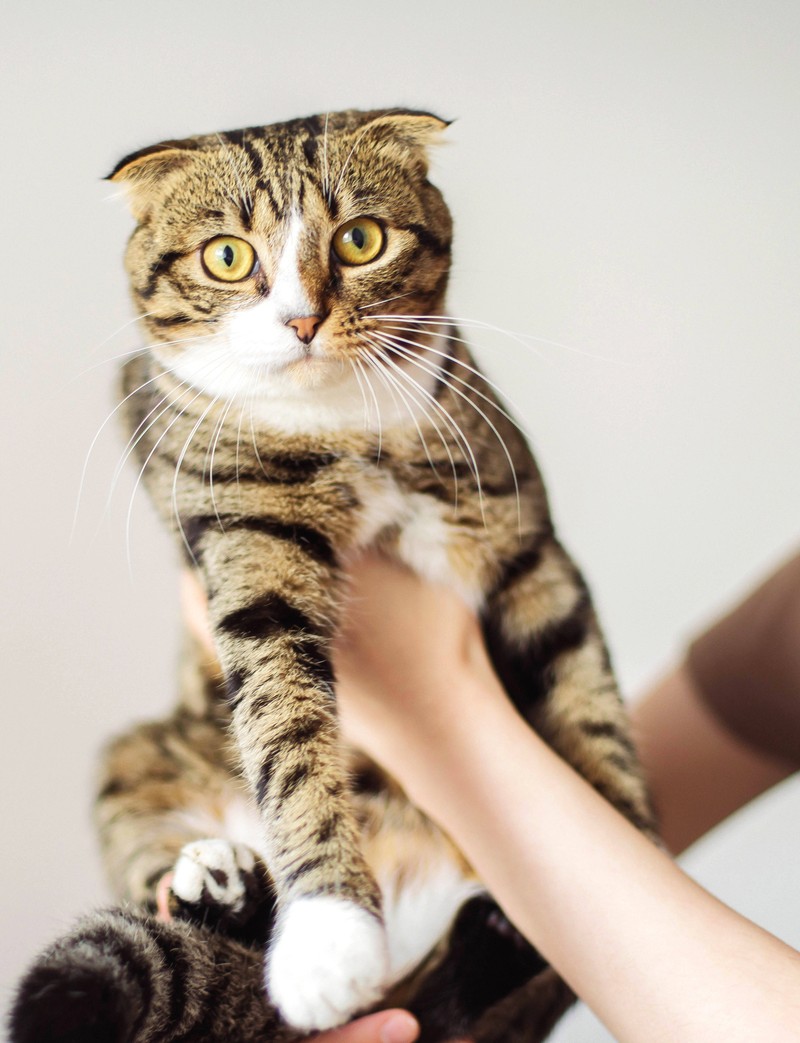 Wenn deine Katze plötzlich leiser miaut, ihre Stimme verliert oder ein kratziges Miauen von sich gibt, sind dies mögliche Hinweise auf Heiserkeit.