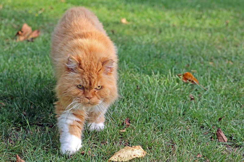 Wenn der Verdacht besteht, dass eine Katze einen Fremdkörper verschluckt hat und Heiserkeit auftritt, ist es von entscheidender Bedeutung, sofort einen Tierarzt aufzusuchen.