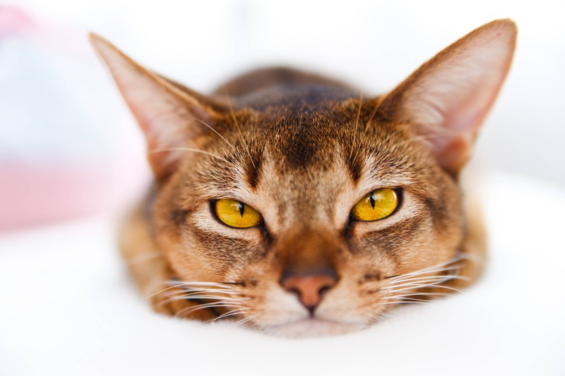Auch Milben können der Auslöser von warmen Ohren bei Katzen sein.