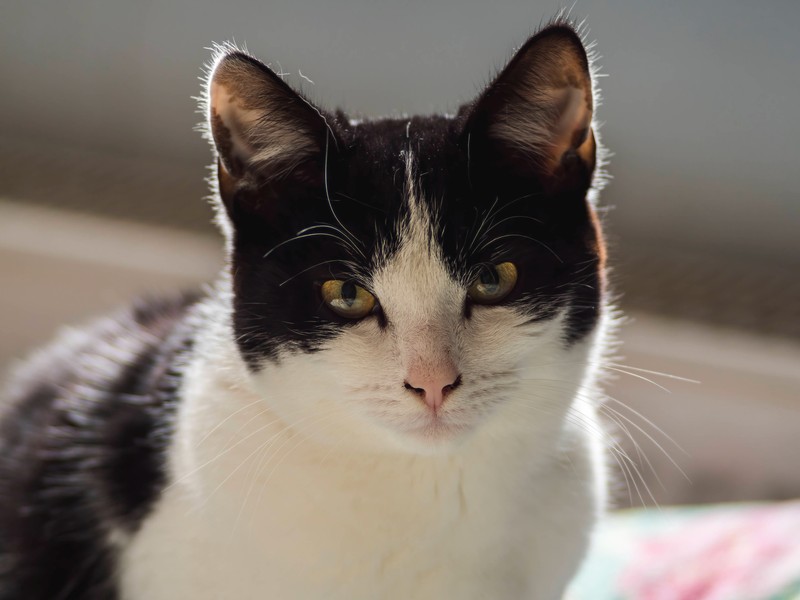Darum hat eine Katze warme Ohren