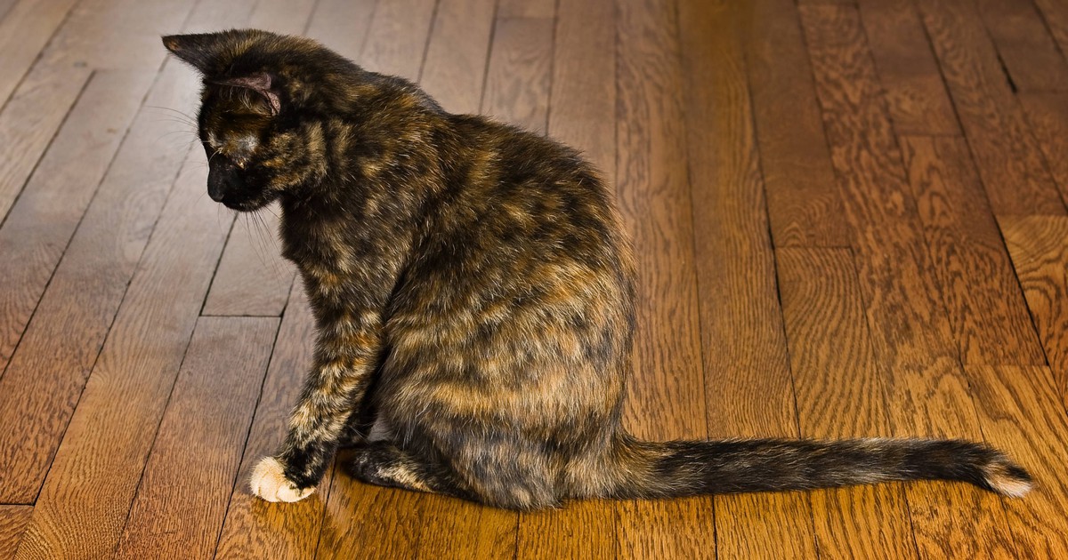 Warme Ohren bei Katzen: Wann muss ich zum Tierarzt?