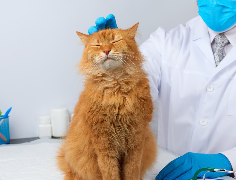 Notfalls können Katzenbesitzer auch selbst das Fieber ihrer Tiere messen. Grundsätzlich ist ein Tierarztbesuch jedoch empfehlenswert.