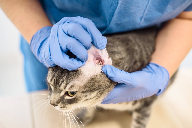 Wann sollte man zum Tierarzt gehen, wenn die Katze warme Ohren hat?