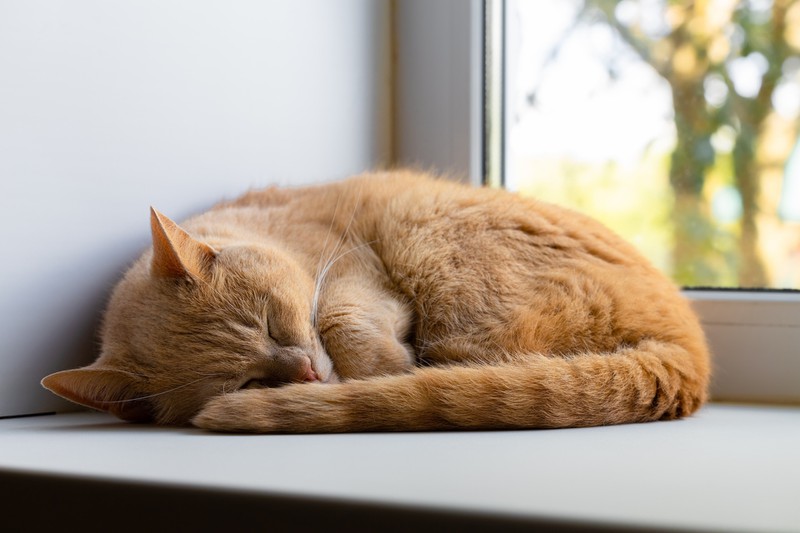 Wenn deine Katze neben warmen Ohren diese Symptome hat, solltest du zum Tierarzt