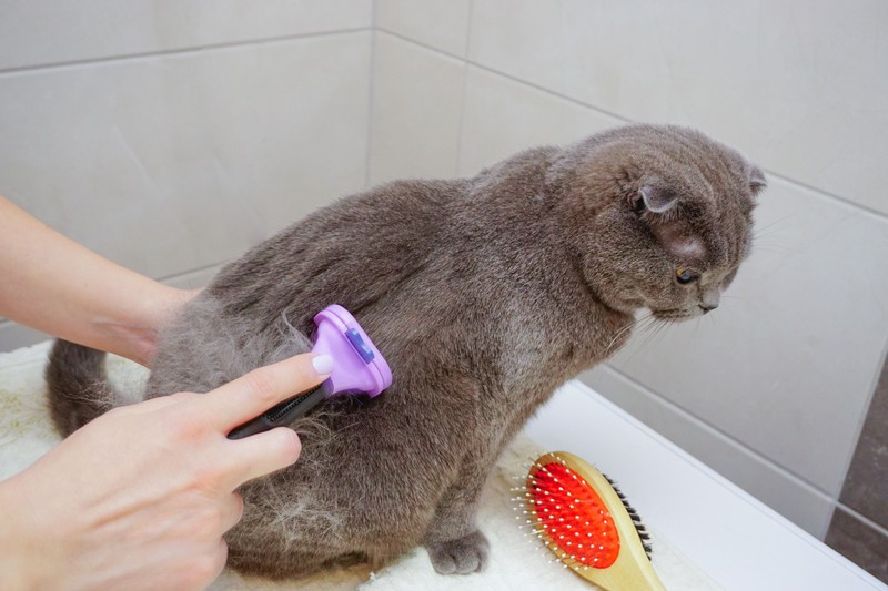 Das kannst du gegen den Haarausfall deiner Katze tun
