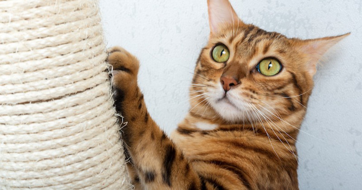 Warum kratzen Katzen scheinbar grundlos?