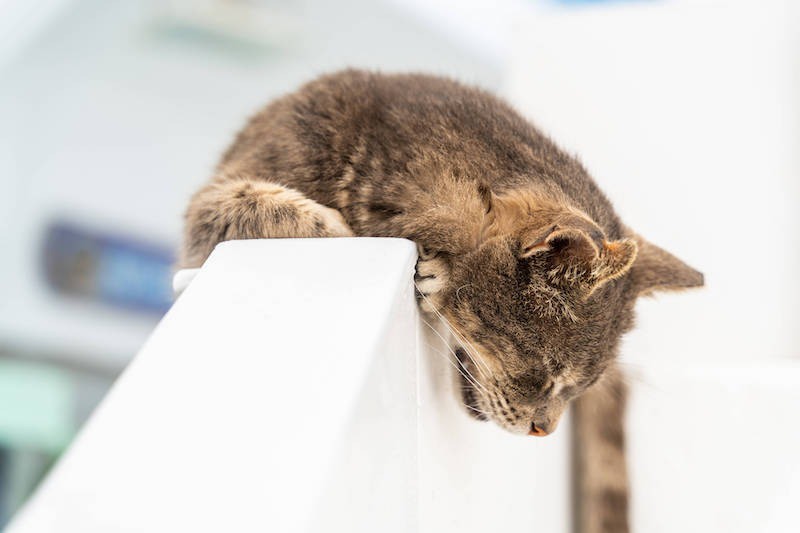Extreme Müdigkeit kann auf Probeme mit der Schilddrüse deine Katze hinweisen.