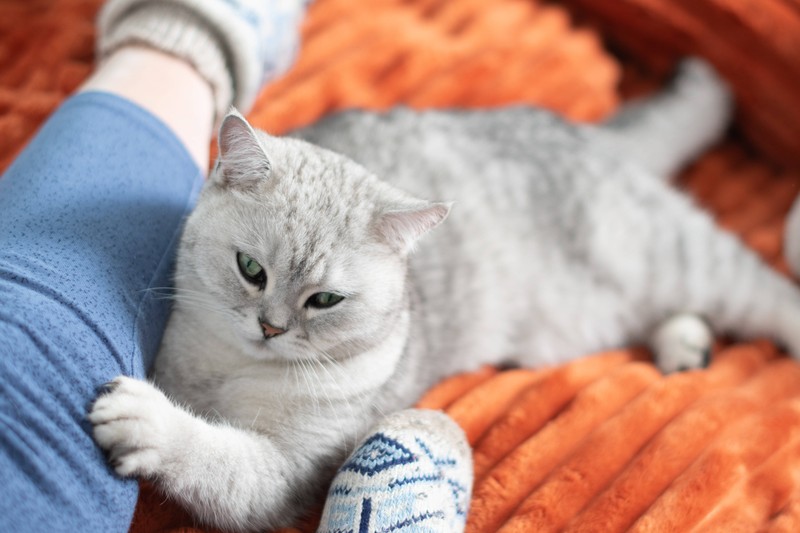Auch Katzen können ihr Revier markieren.