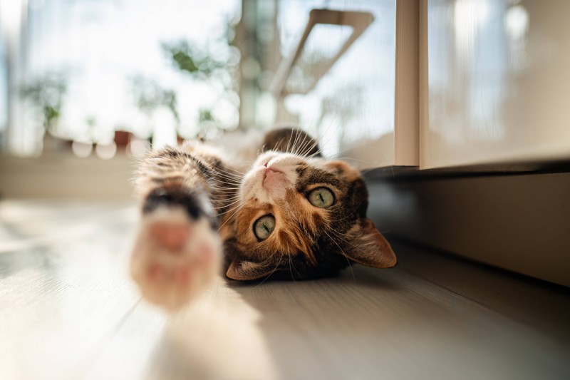 Deine Katze kann dir mit ihrer Pfote ein Zeichen geben, dass sie dir vertraut.