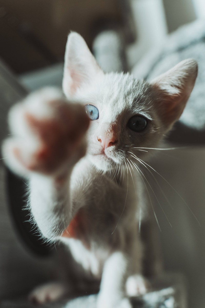 Manchmal möchte dich deine Katze darauf hinweisen, dass du ihr Futter nicht vergisst.