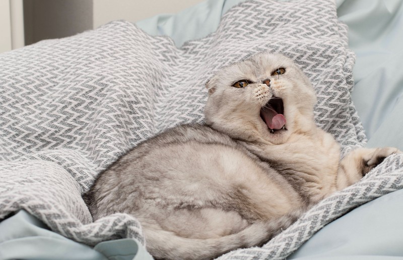 Auch Katzen spiegeln sich.