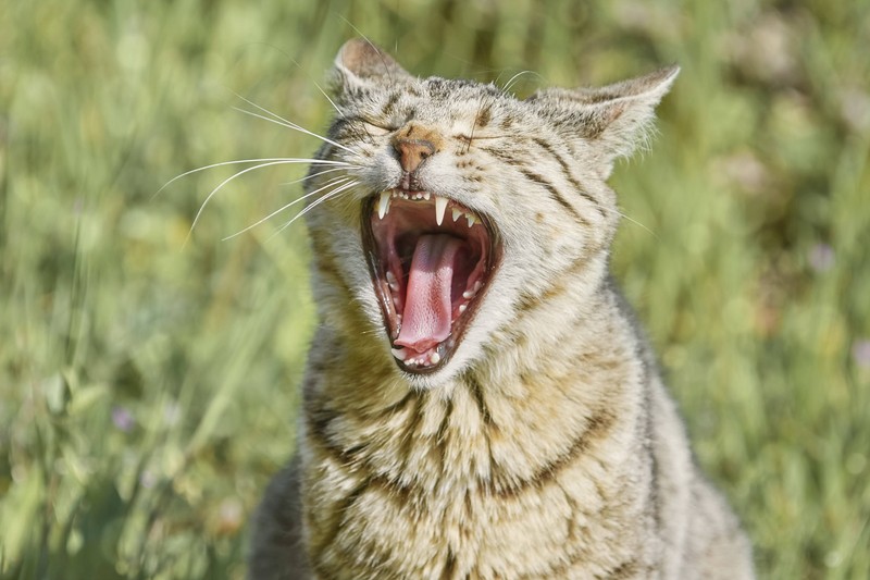 Gähnen bereitet Katzen auf Bewegung vor.