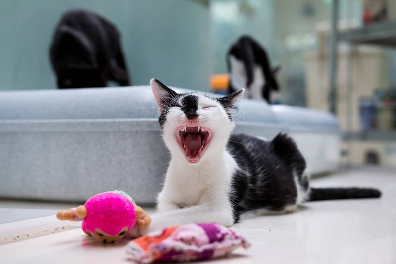 Gesundheitliche Ursachen können dazu führen, dass deine Katze gähnt.