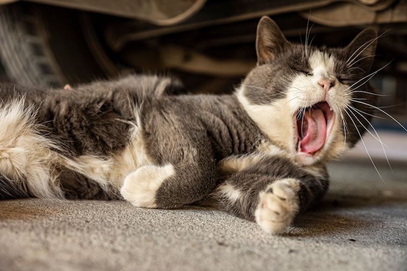 Katzen führen sich durch Gähnen Sauerstoff dazu.