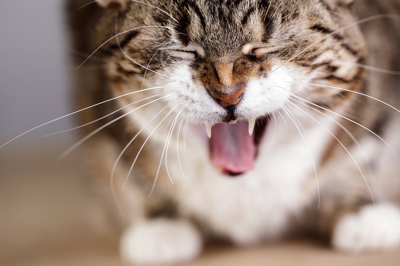 Wenn deine Katze gähnt, fühlt sie sich wohl.