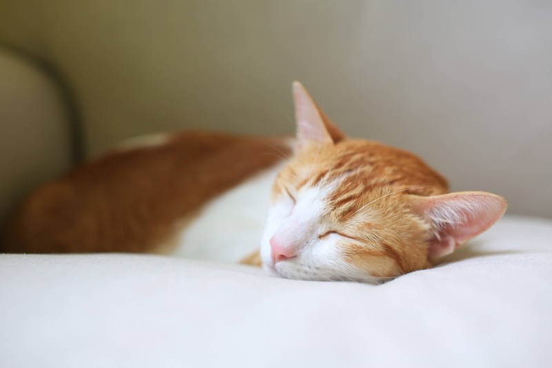Wenn Katzen verunsichert sind, gähnen sie.