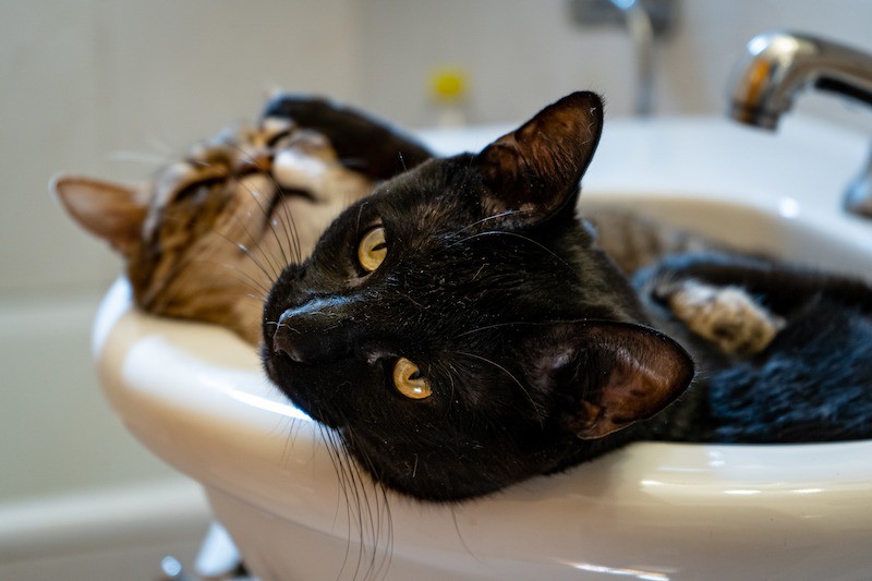 Katzen folgen ihren Besitzer*innen oft ins Badezimmer.