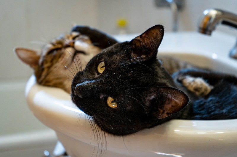 Katzen folgen ihren Besitzern oft ins Badezimmer.