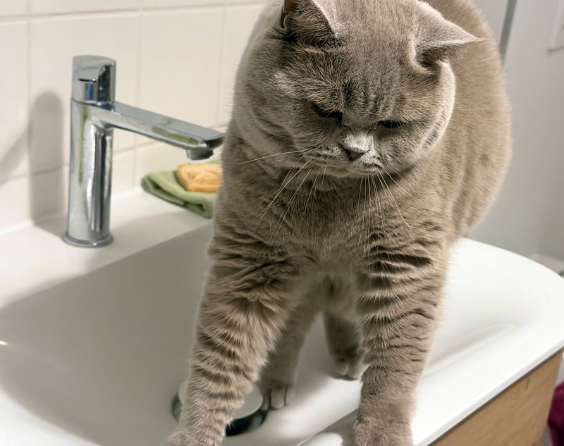 Katzen haben das Gefühl, auf ihren Menschen aufpassen zu müssen.