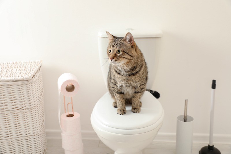 Katzen können ihren Menschen vermissen und dann vermehrt seine Nähe suchen.