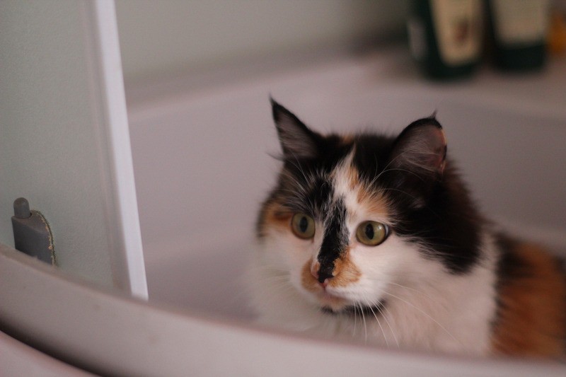 Katzen mögen es überhaupt nicht, wenn eine Tür ihnen verschlossen bleibt.