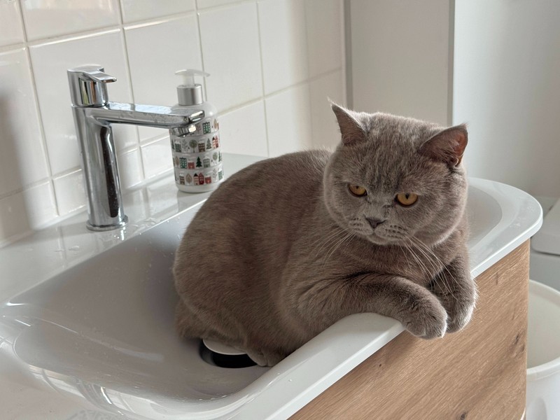 Katzen mögen Routinen und Rituale.