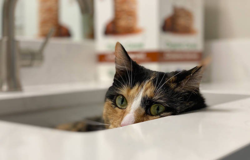 Katzen müssen ihr Revier kontrollieren.