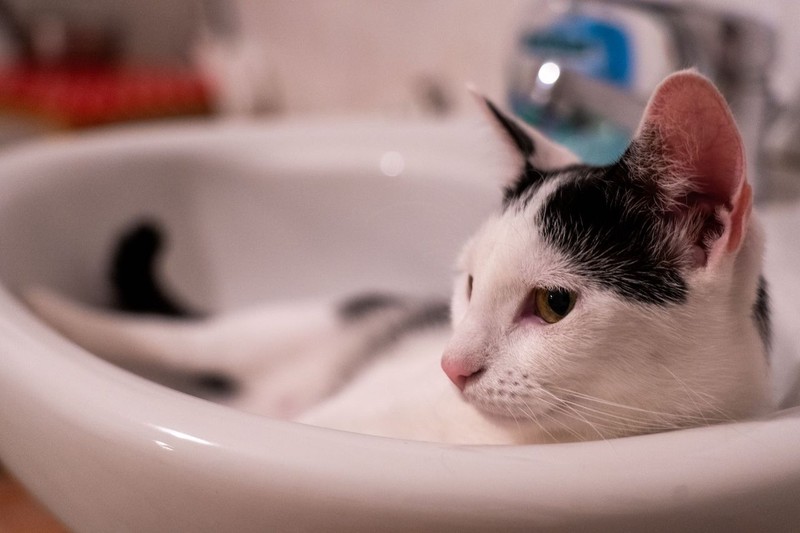 Katzen sind extrem neugierige Wesen.