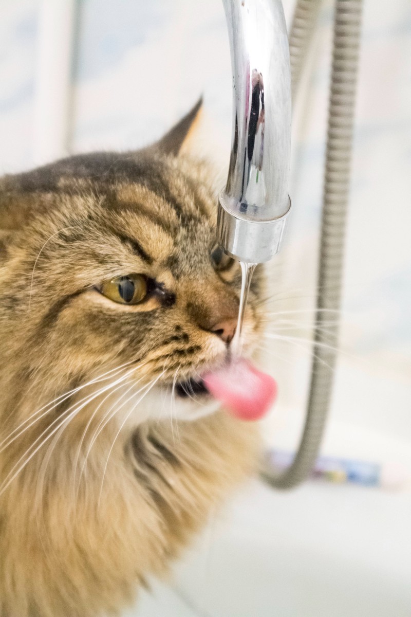 Manchmal haben Katzen auch einfach nur Durst.