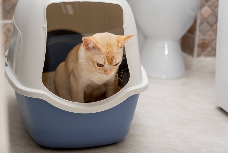 Wenn Katzen Langeweile haben, gehen sie auch gerne ins Badezimmer.