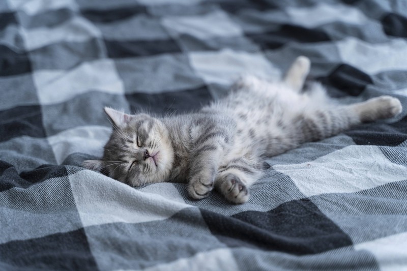 Das Schnurren kann den Besitzer*innen ein Gefühl der Befriedigung geben, da es zeigt, dass ihre Katze sich in ihrer Gegenwart wohlfühlt.