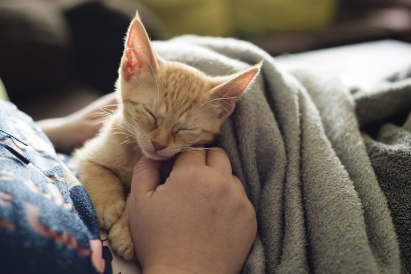 Der sanfte, beruhigende Klang des Schnurrens einer Katze ist für viele Menschen ein Quell der Freude und Entspannung.