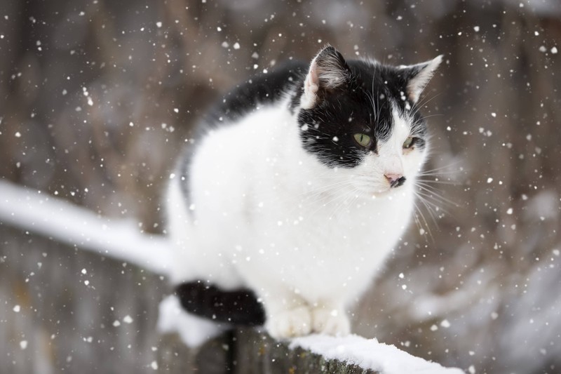 Katzen sind bekannt für ihre Fähigkeit, sich an verschiedene Umgebungstemperaturen anzupassen.