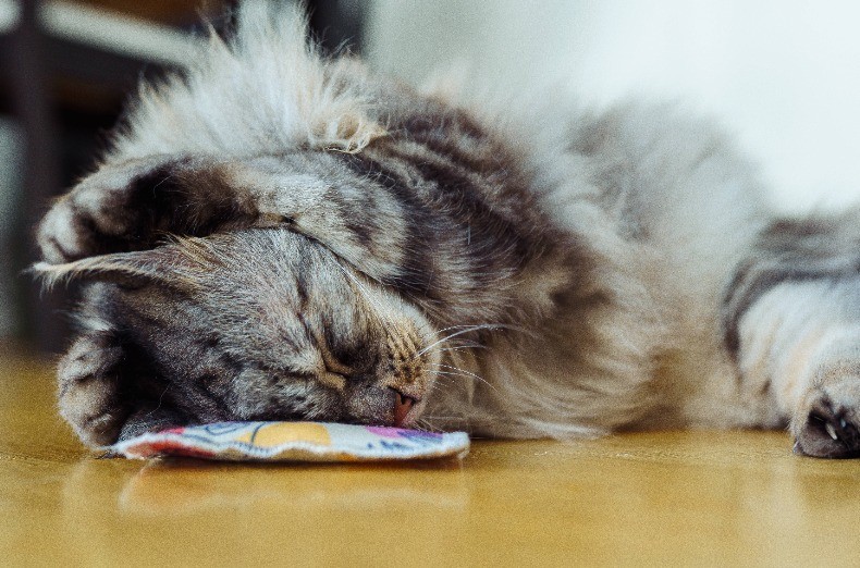 Wenn eine Katze in Gegenwart von anderen Katzen schnurrt, kann dies als Zeichen von Entspannung und als Einladung zur sozialen Interaktion interpretiert werden.