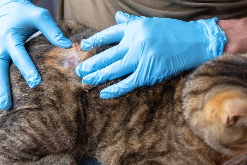 Die Identifizierung der genauen Allergiequelle erfordert oft eine gründliche Untersuchung durch einen Tierarzt.