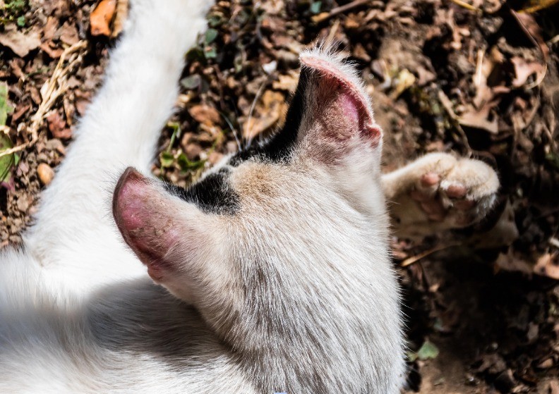 Einige dermatologische Erkrankungen, wie Ekzeme oder Hot Spots (akute feuchte Dermatitis), können kahle Stellen am Bauch deiner Katze verursachen.