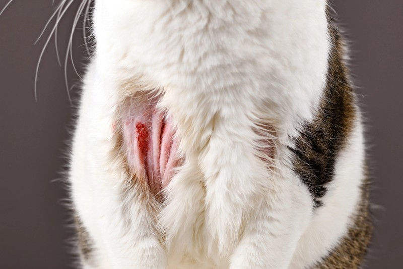 Flohbisse können bei Katzen starken Juckreiz auslösen, insbesondere bei empfindlichen Tieren.