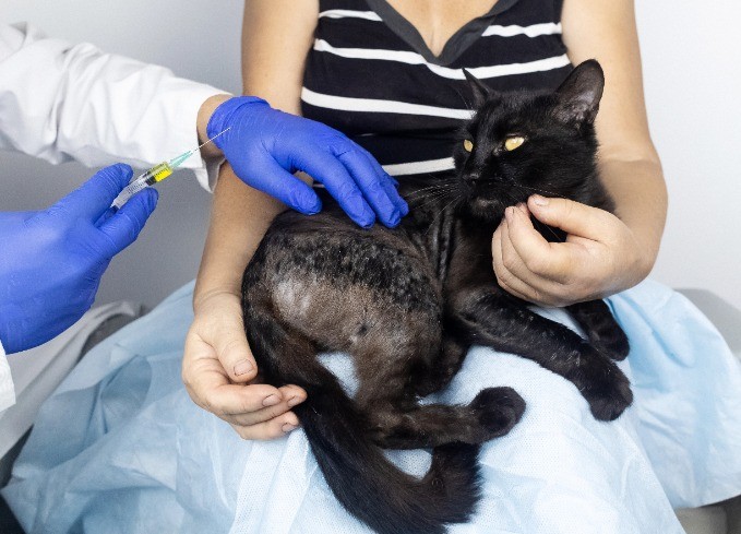 Hautinfektionen, sei es durch Bakterien oder Pilze, sind eine weitere häufige Ursache für kahle Stellen am Bauch einer Katze