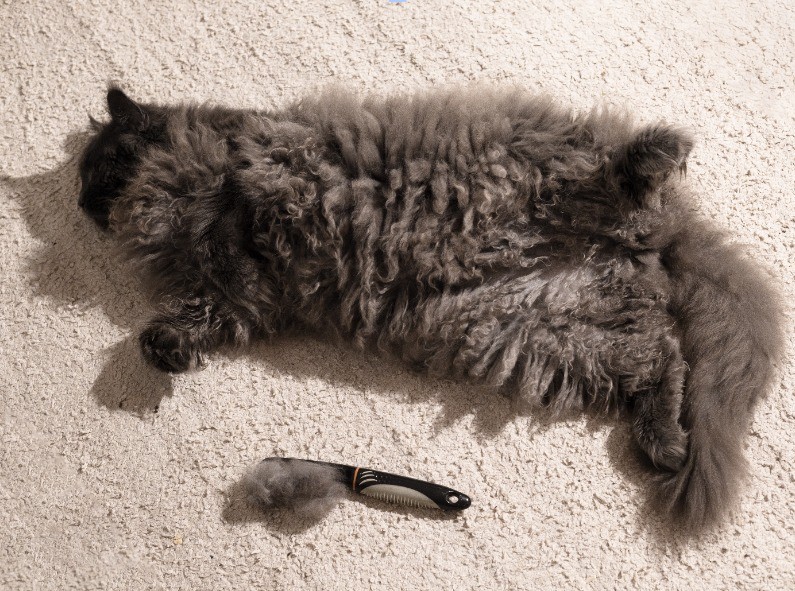 Übergewichtige Katzen haben oft Schwierigkeiten, sich an bestimmten Stellen ihres Körpers zu lecken oder zu kratzen, insbesondere am Bauch, da das Fett die Beweglichkeit einschränkt