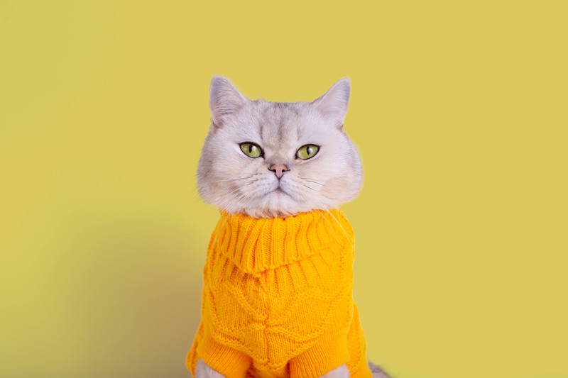 Wieder einmal sorgt Stress dafür, dass es deiner Katze nicht gut geht. Katzen sind empfindliche Tiere, die auf Stress und Angst reagieren können,
