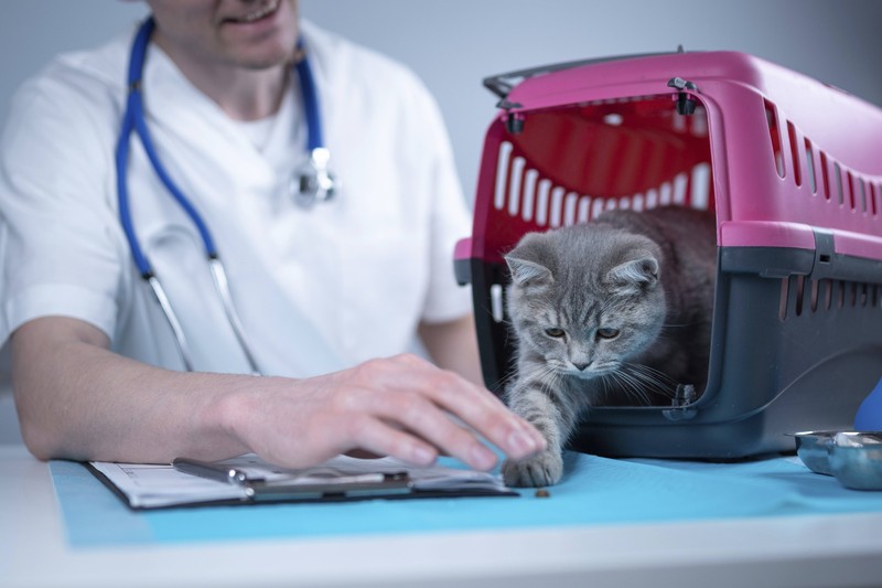 Beim Tierarzt werden Impfungen für Katzen empfohlen.