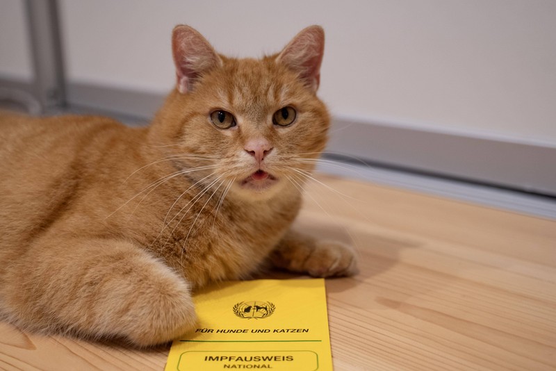 Die Gesundheit und das Wohlbefinden unserer geliebten Katzen liegen uns allen am Herzen.