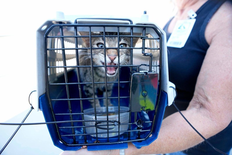 Für internationale Reisen wird oft ein Gesundheitszertifikat benötigt, das von einem Tierarzt ausgestellt wird. Das Zertifikat bestätigt, dass deine Katze frei von ansteckenden Krankheiten ist und den Einreisebestimmungen des Ziellandes entspricht.
