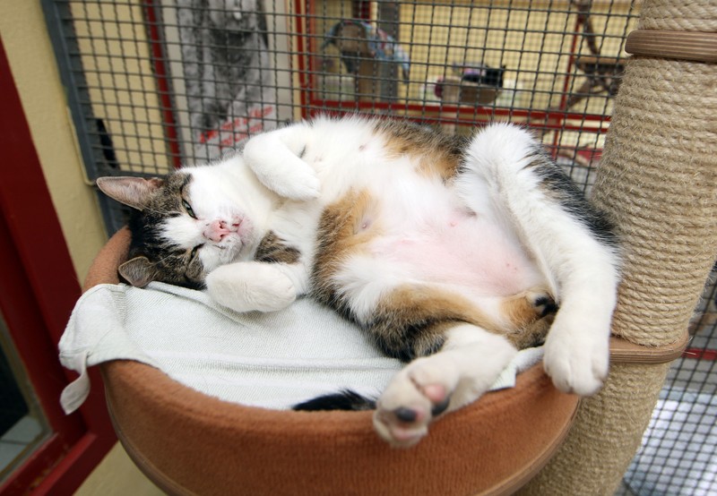 Katzen brauchen Impfungen, die teuer werden können.